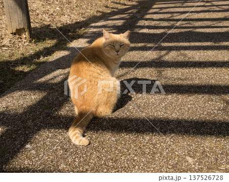 宮ヶ瀬湖畔園地の猫 137526728