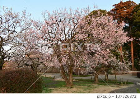 茨城県水戸市偕楽園 早朝に撮影した満開の梅 茨城県水戸市偕楽園 早朝に撮影した満開の梅 137526872