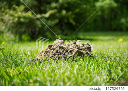 Molehill On Green Lawn In Sunny Garden With Fresh Soil And Grass Close-Up 137526893