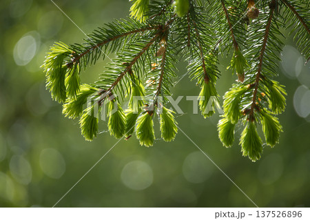 New bright green spruce tree needles unfurling in soft sunlight with bokeh background New bright green spruce tree needles unfurling in soft sunlight with bokeh background 137526896