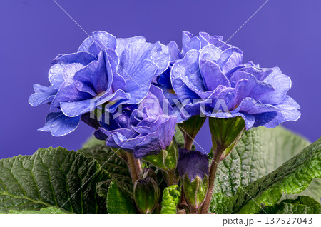 Macro Blue Primrose Flowers with Water Drops on Purple Background Macro Blue Primrose Flowers with Water Drops on Purple Background 137527043