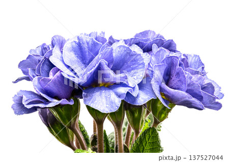 Blue Primrose Flowers with Water Drops Isolated on White Background 137527044