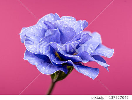 Single Blue Double Primrose Flower with Water Drops on Pink Background 137527045