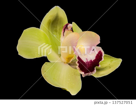 Green Cymbidium Orchid With Burgundy Lip Isolated On Black Background Green Cymbidium Orchid With Burgundy Lip Isolated On Black Background 137527051