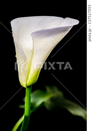 White Calla Lily Flower Isolated On Black White Calla Lily Flower Isolated On Black 137527055