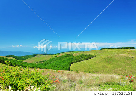 長野県　青空の霧ヶ峰高原 137527151