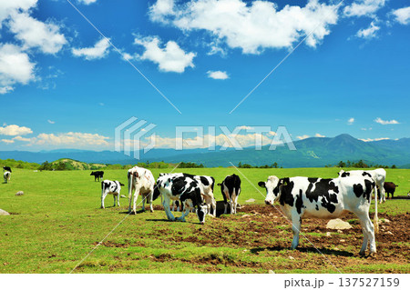 長野県　美ヶ原高原　青空の牧場風景 137527159