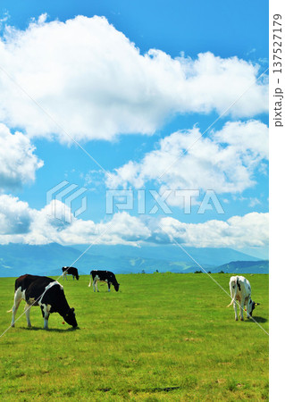 長野県 美ヶ原高原 青空の牧場風景 長野県 美ヶ原高原 青空の牧場風景 137527179