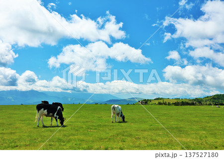 長野県 美ヶ原高原 青空の牧場風景 長野県 美ヶ原高原 青空の牧場風景 137527180