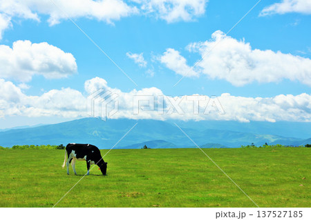 長野県　美ヶ原高原　青空の牧場風景 137527185