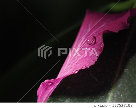 ​深度合成で描くマゼンタの花びらと輝く雫の黒背景マクロ撮影 137527198