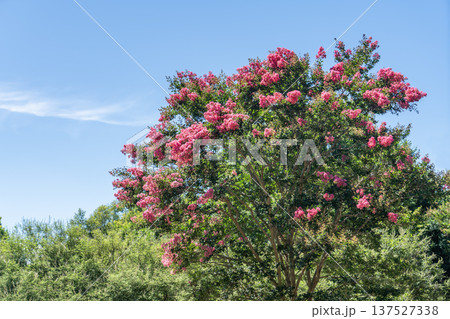 百日紅の花と青空 137527338