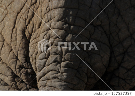 アフリカゾウの尻尾（動物園） 137527357
