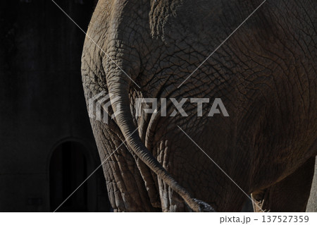 アフリカゾウの尻尾（動物園） 137527359