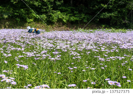 北山友禅菊の里　友禅菊畑の収穫祭 137527375