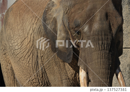 アフリカゾウ(動物園) アフリカゾウ(動物園) 137527381
