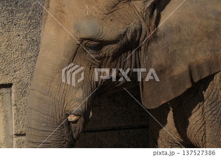 アフリカゾウの顔（動物園） 137527386