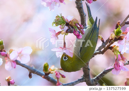 桜の蜜を吸うメジロ 桜の蜜を吸うメジロ 137527599