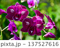 Stunning Purple Dendrobium Orchids with Unique White Vein Patterns 137527616