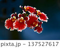 Vibrant Red Tolumnia Orchid with White Speckled Edges 137527617