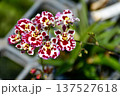 Exotic Spotted Tolumnia Orchid in White and Burgundy 137527618