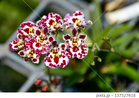 Exotic Spotted Tolumnia Orchid in White and Burgundy 137527618