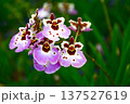 Elegant Pink and White Tolumnia Orchid with Deep Red Centers 137527619