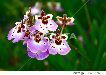 Elegant Pink and White Tolumnia Orchid with Deep Red Centers 137527619