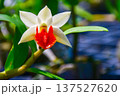 Exquisite Dendrobium Frosty Dawn Orchid with Vibrant Red Lip 137527620