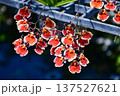 Cluster of Vibrant Red and Orange Tolumnia Orchids 137527621