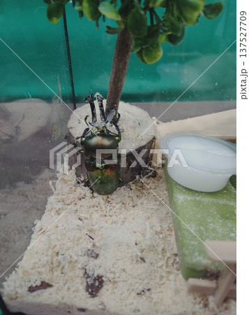 玉虫色のカブトムシ 玉虫色のカブトムシ 137527709
