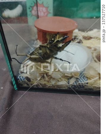 金色のクワガタ 金色のクワガタ 137527710