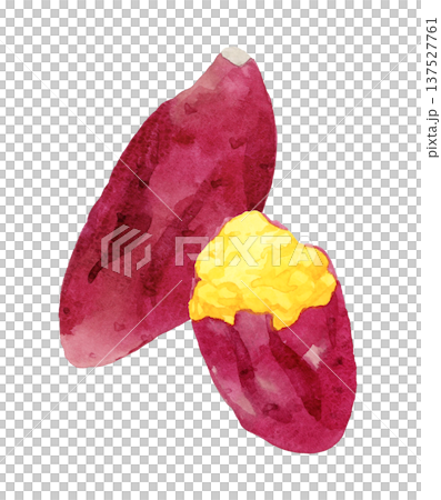 Hand-painted watercolor illustration of roasted sweet potato Hand-painted watercolor illustration of roasted sweet potato 137527761