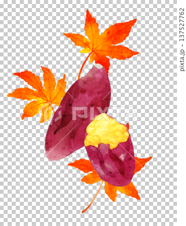 焼き芋と紅葉のセット　手描き水彩イラスト素材 137527762