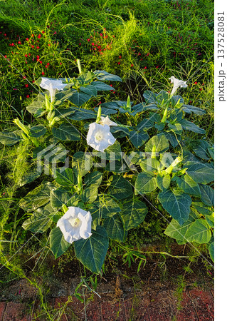 9月初秋の朝に咲くチョウセンアサガオの白い花 9月初秋の朝に咲くチョウセンアサガオの白い花 137528081
