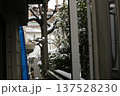 初雪 137528230