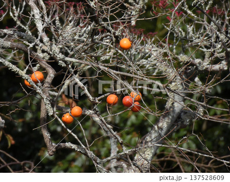 落柿舎　向井去来の柿 137528609