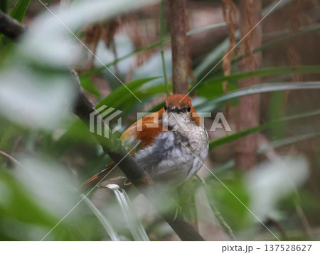 アカヒゲ(メス)|奄美の森に暮らす野鳥 アカヒゲ(メス)|奄美の森に暮らす野鳥 137528627