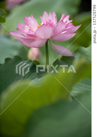 平池のベトナム蓮 137528799