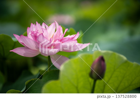 平池のベトナム蓮 137528800