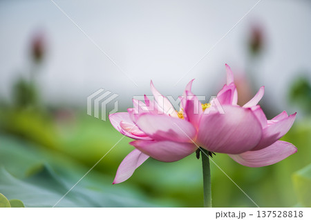平池のベトナム蓮 137528818