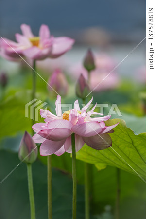 平池のベトナム蓮 137528819