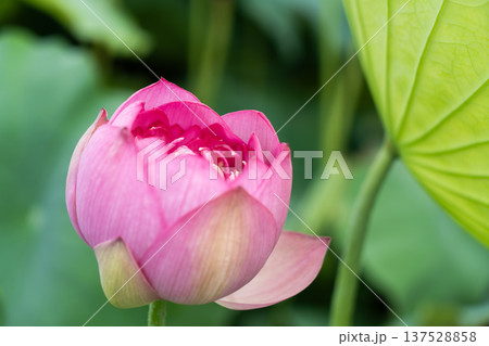 平池のベトナム蓮 137528858