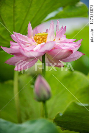 平池のベトナム蓮 137528872