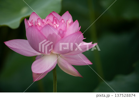 平池のベトナム蓮 137528874