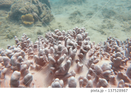 サンゴ 珊瑚 珊瑚礁 137528987