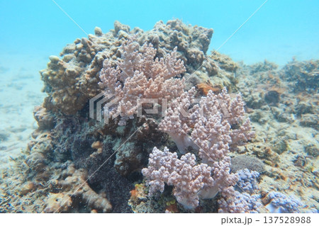 サンゴ 珊瑚 珊瑚礁 137528988