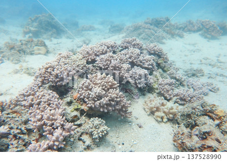 サンゴ 珊瑚 珊瑚礁 137528990