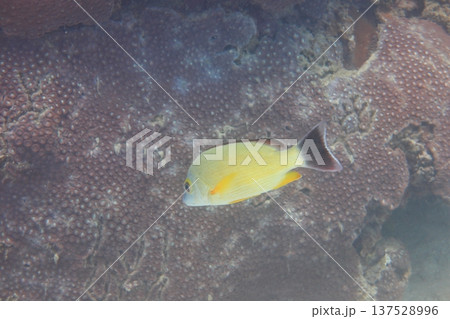 熱帯魚 トロピカルフィッシュ 水中撮影 137528996