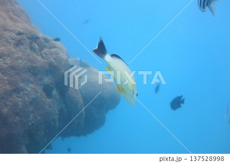 熱帯魚 トロピカルフィッシュ 水中撮影 137528998